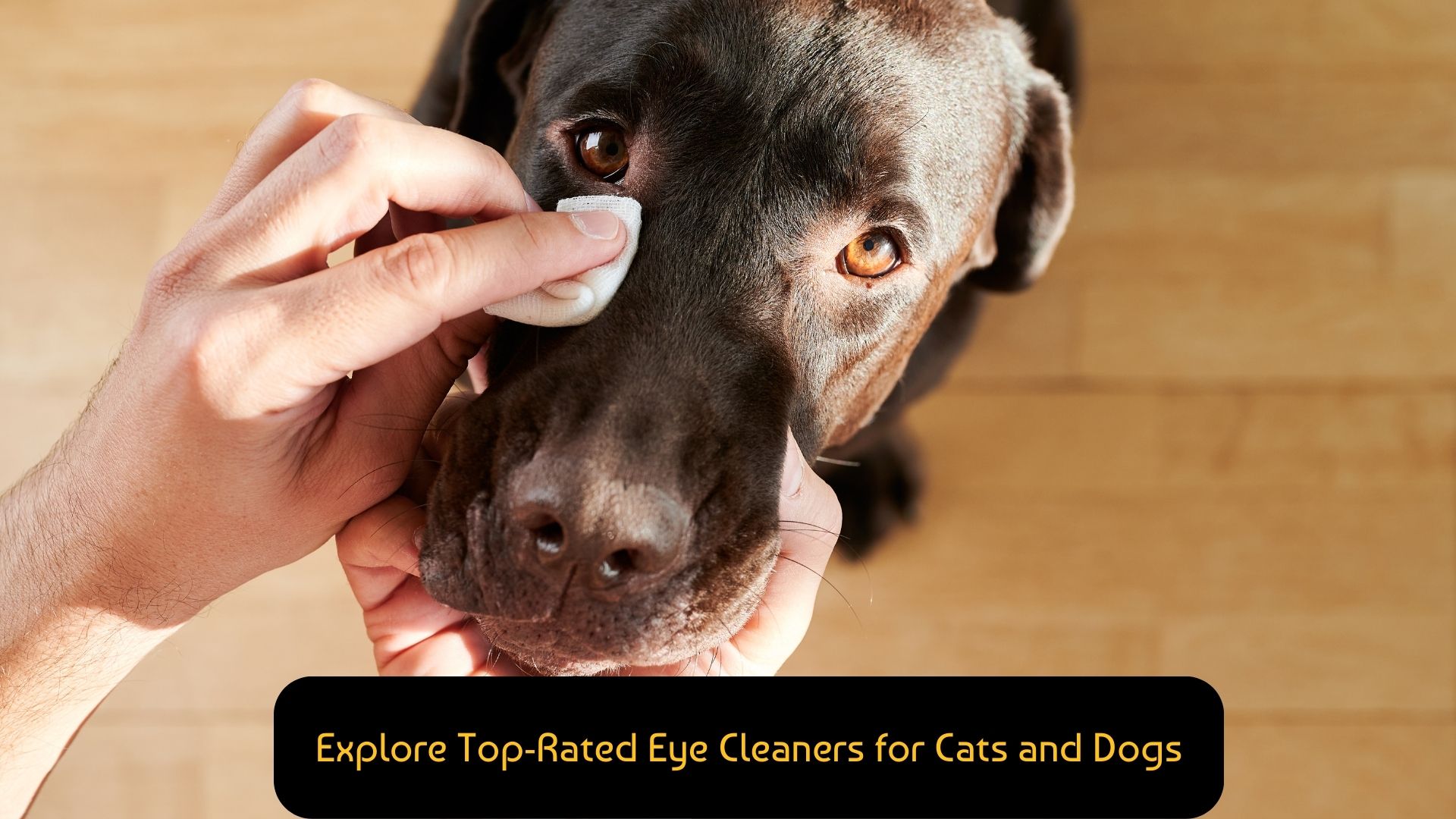Explore-Top-Rated-Eye-Cleaners-for-Cats-and-Dogs