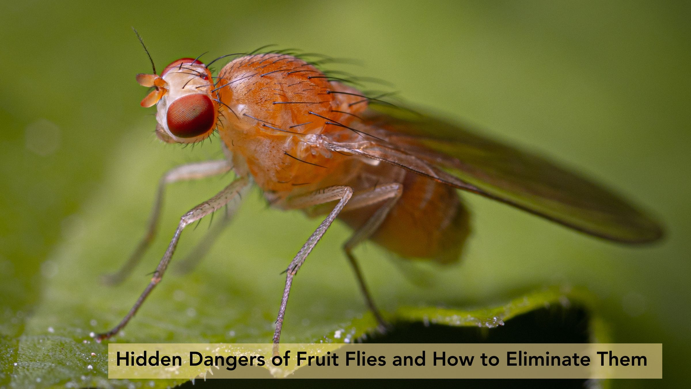 fruit-fly-traps